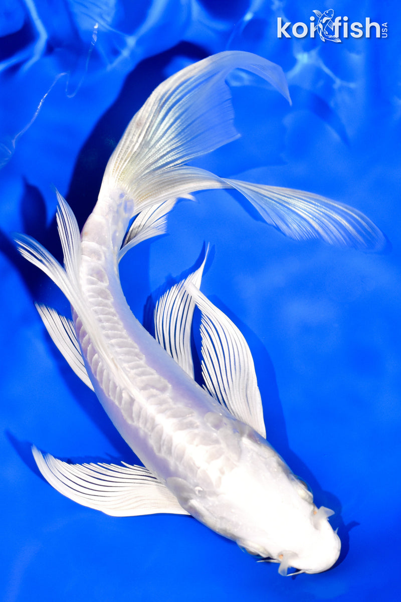 7.25" DOITSU PLATINUM OGON BUTTERFLY