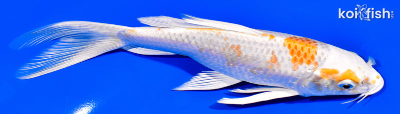 7.5" HARIWAKE BUTTERFLY