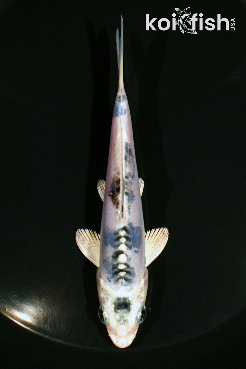 4.75" KIKOKURYU