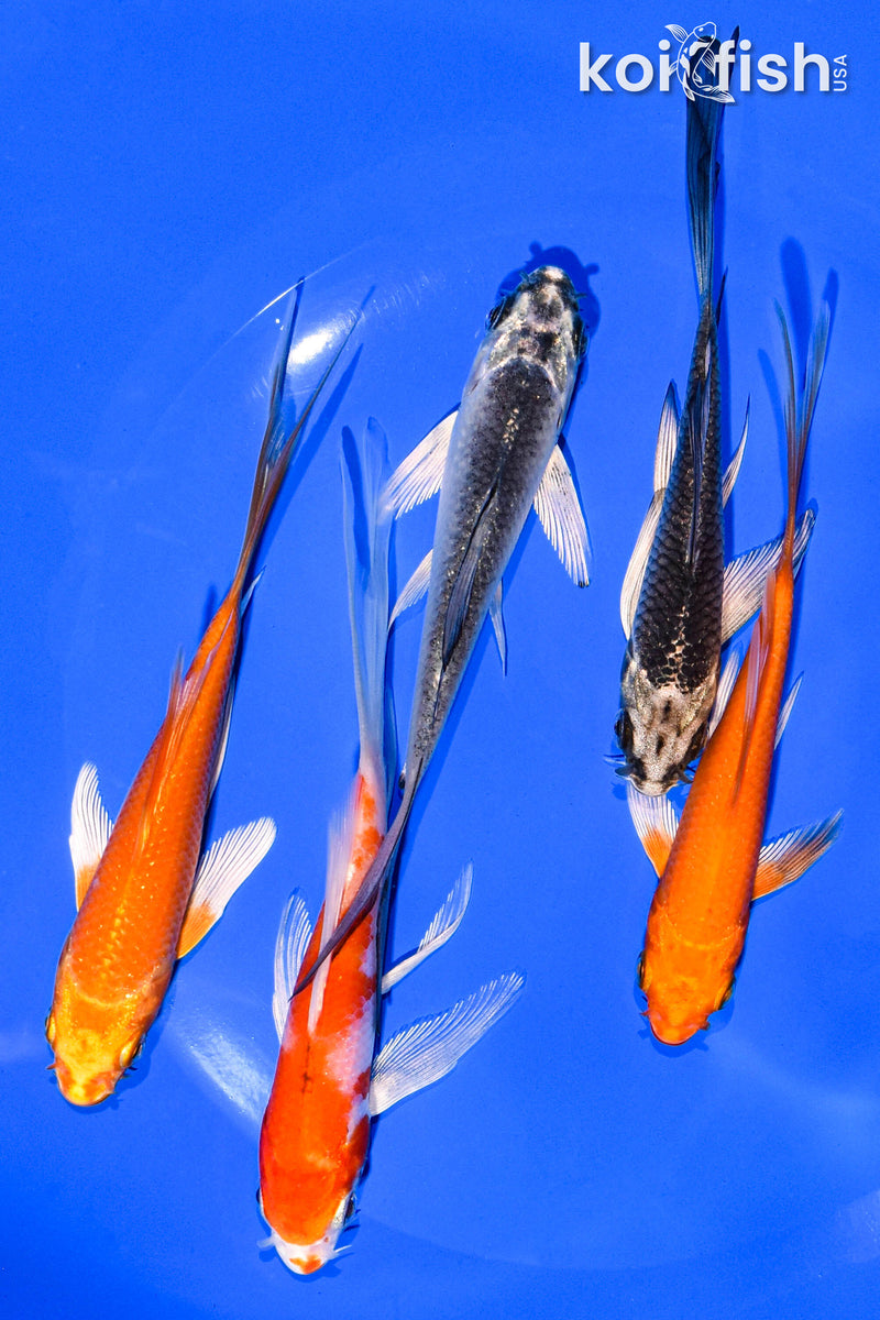 PACK OF (5) 4-5" BUTTERFLY KOI