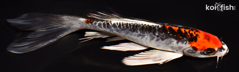 7.25" BENI KIKOKURYU BUTTERFLY