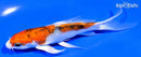 5.25" YAMATO NISHIKI BUTTERFLY