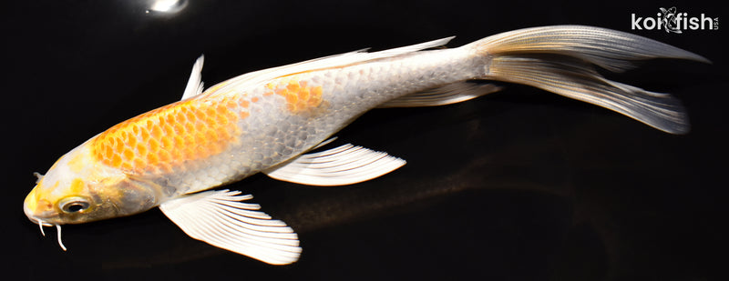 7.75" HARIWAKE BUTTERFLY