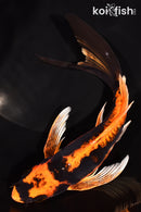 7.5"BENI KIKOKURYU BUTTERFLY