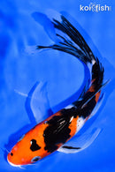 7.75" SANKE BUTTERFLY