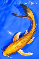 7.25" ORENJI MATSUBA BUTTERFLY