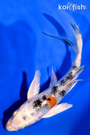 6" YAMATO NISHIKI BUTTERFLY