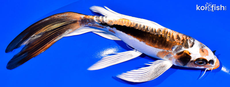 8.25" KIN KIKOKURYU BUTTERFLY
