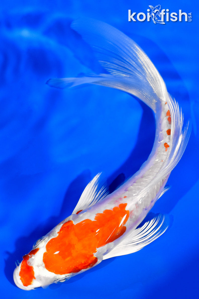 6.25" KIKUSUI BUTTERFLY