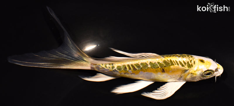 6.25" ARAGOKE KUJAKU BUTTERFLY