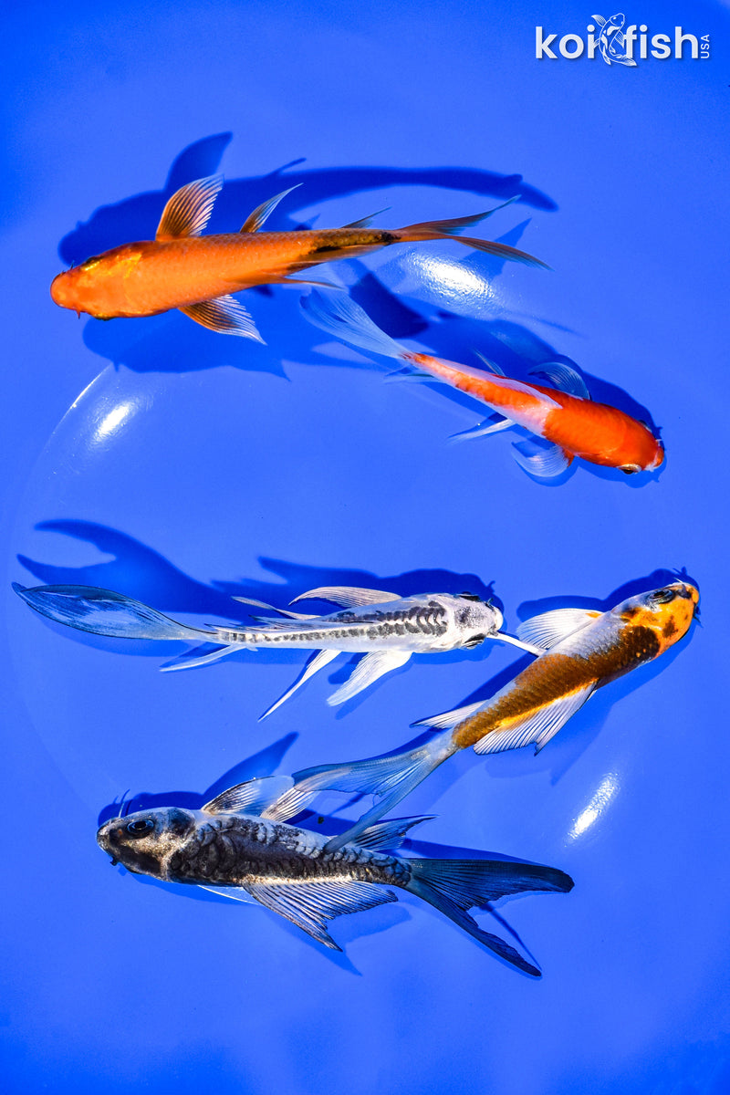 PACK OF (5) 3-4" BUTTERFLY KOI