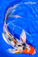 8" YAMATO NISHIKI BUTTERFLY