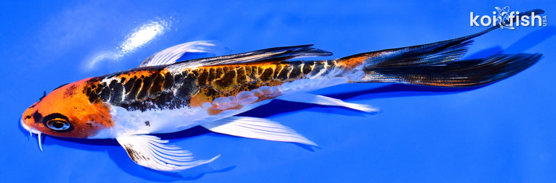 6.25" BENI KIKOKURYU BUTTERFLY