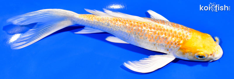 7.5" GINRIN HARIWAKE BUTTERFLY