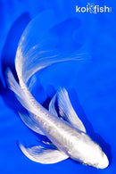 5.25" DOITSU PLATINUM OGON BUTTERFLY