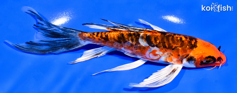 7" BENI KIKOKURYU BUTTERFLY