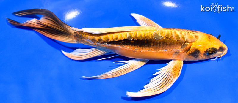 8.25" ARAGOKE KIN KIKOKURYU BUTTERFLY