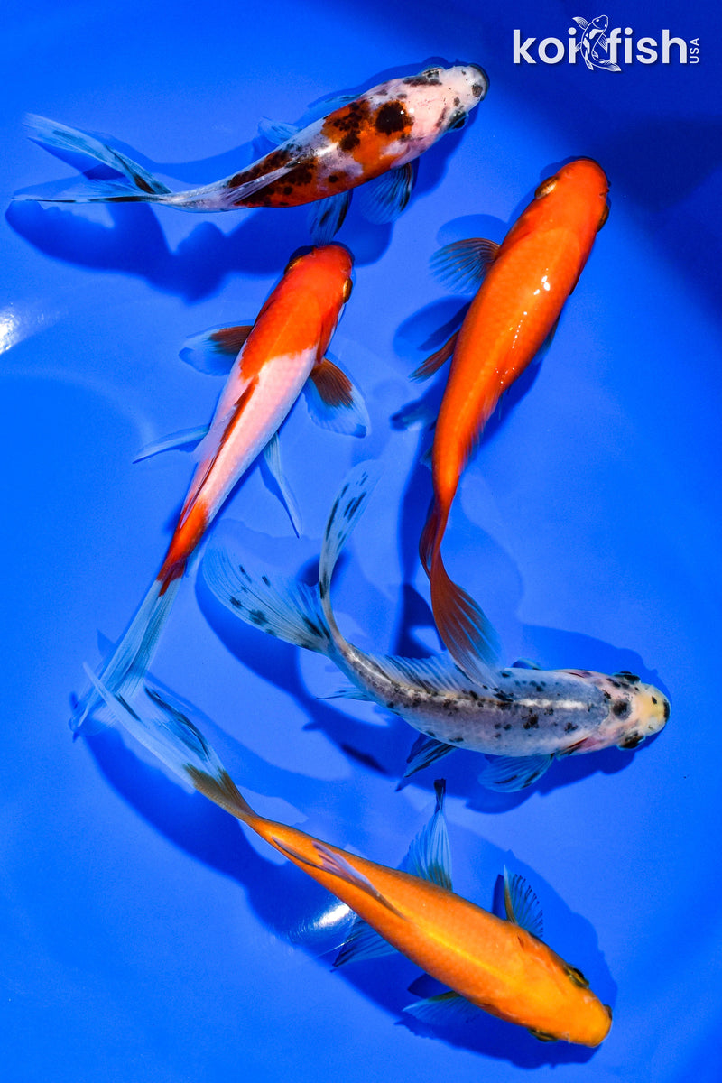 (5) 4-5" ASSORTED GOLDFISH