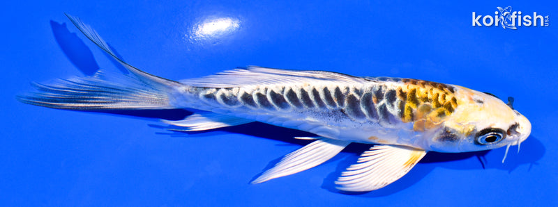 5.75" ARAGOKE KIN KIKOKURYU BUTTERFLY