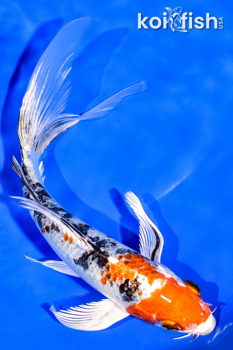 7.25" YAMATO NISHIKI BUTTERFLY