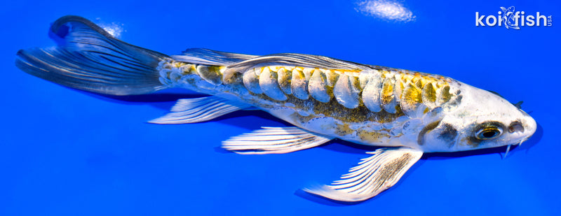 6.5" GINRIN KIN KIKOKURYU BUTTERFLY