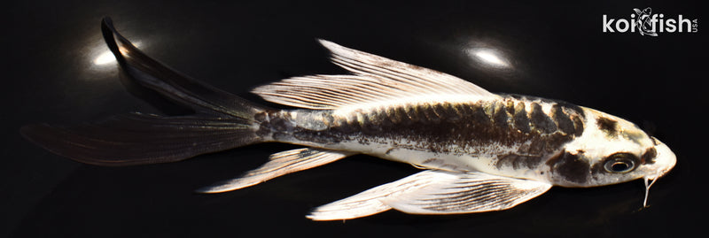 6.25" KIKOKURYU BUTTERFLY