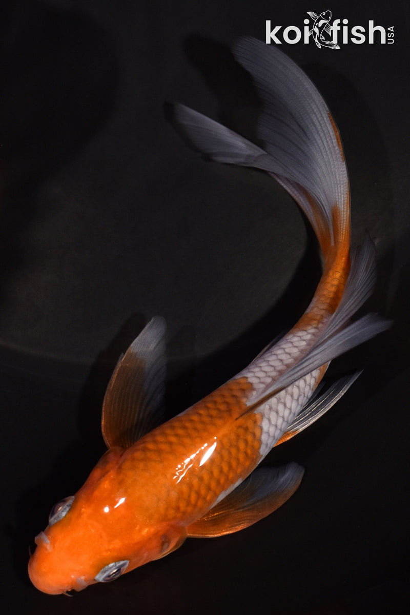 5.5" OCHIBA SHIGURE BUTTERFLY
