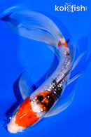 6.5" GINRIN SANKE BUTTERFLY