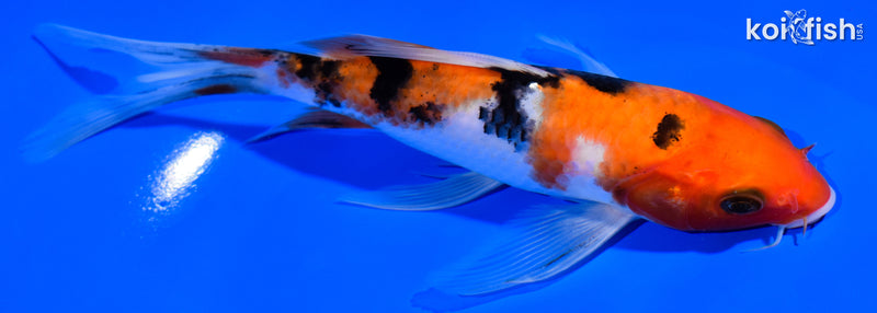 6.5" SANKE BUTTERFLY