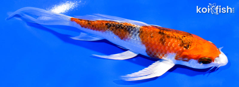 5.25" YAMATO NISHIKI BUTTERFLY