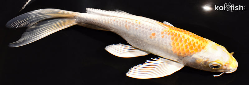 7.75" HARIWAKE BUTTERFLY