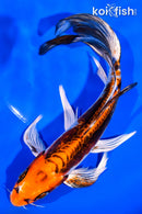 7.75" BENI KIKOKURYU BUTTERFLY