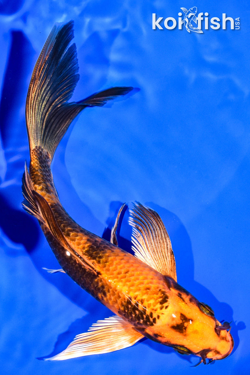 6.75" KIN HI UTSURI BUTTERFLY