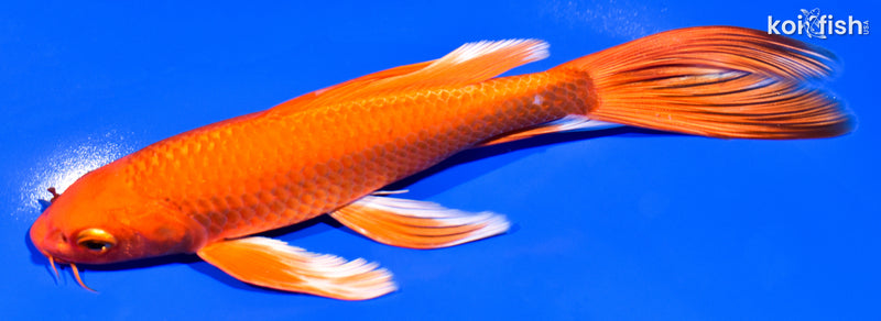 7.25" ORENJI OGON BUTTERFLY