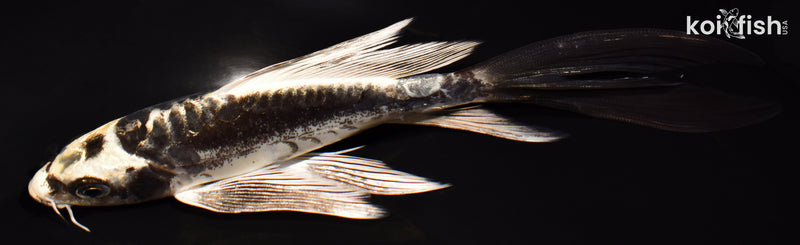 6.25" KIKOKURYU BUTTERFLY