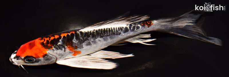 7.25" BENI KIKOKURYU BUTTERFLY