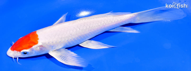 7.75" TANCHO HARIWAKE BUTTERFLY