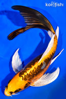 9" KIN KIKOKURYU BUTTERFLY