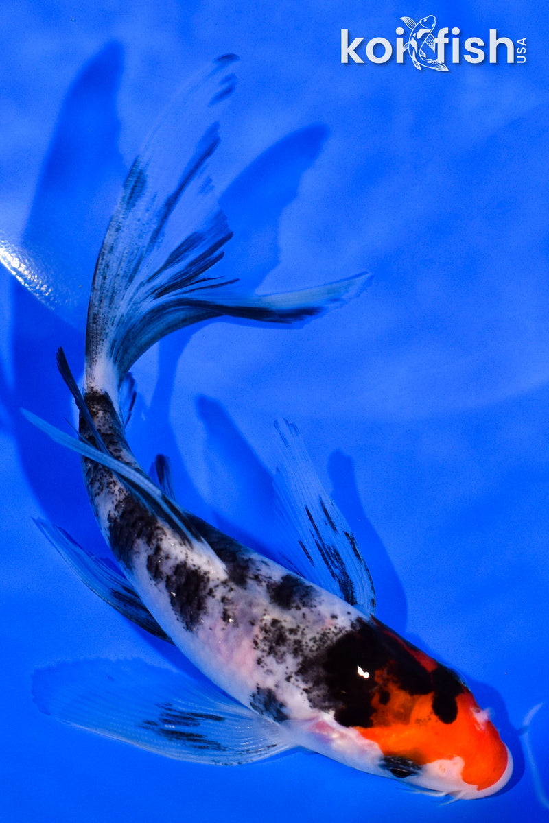 5.5" SANKE BUTTERFLY
