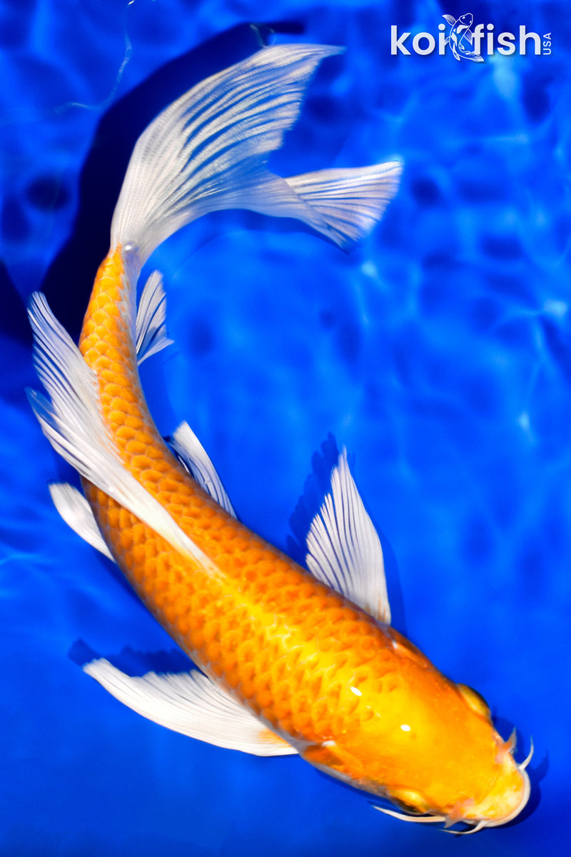 7.75" HARIWAKE BUTTERFLY
