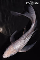 7.75" SORAGOI BUTTERFLY