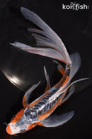 7.75" SHUSUI BUTTERFLY