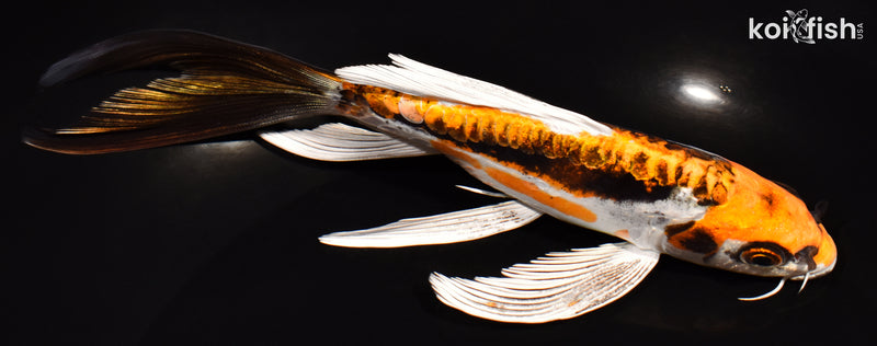 7" BENI KIKOKURYU BUTTERFLY