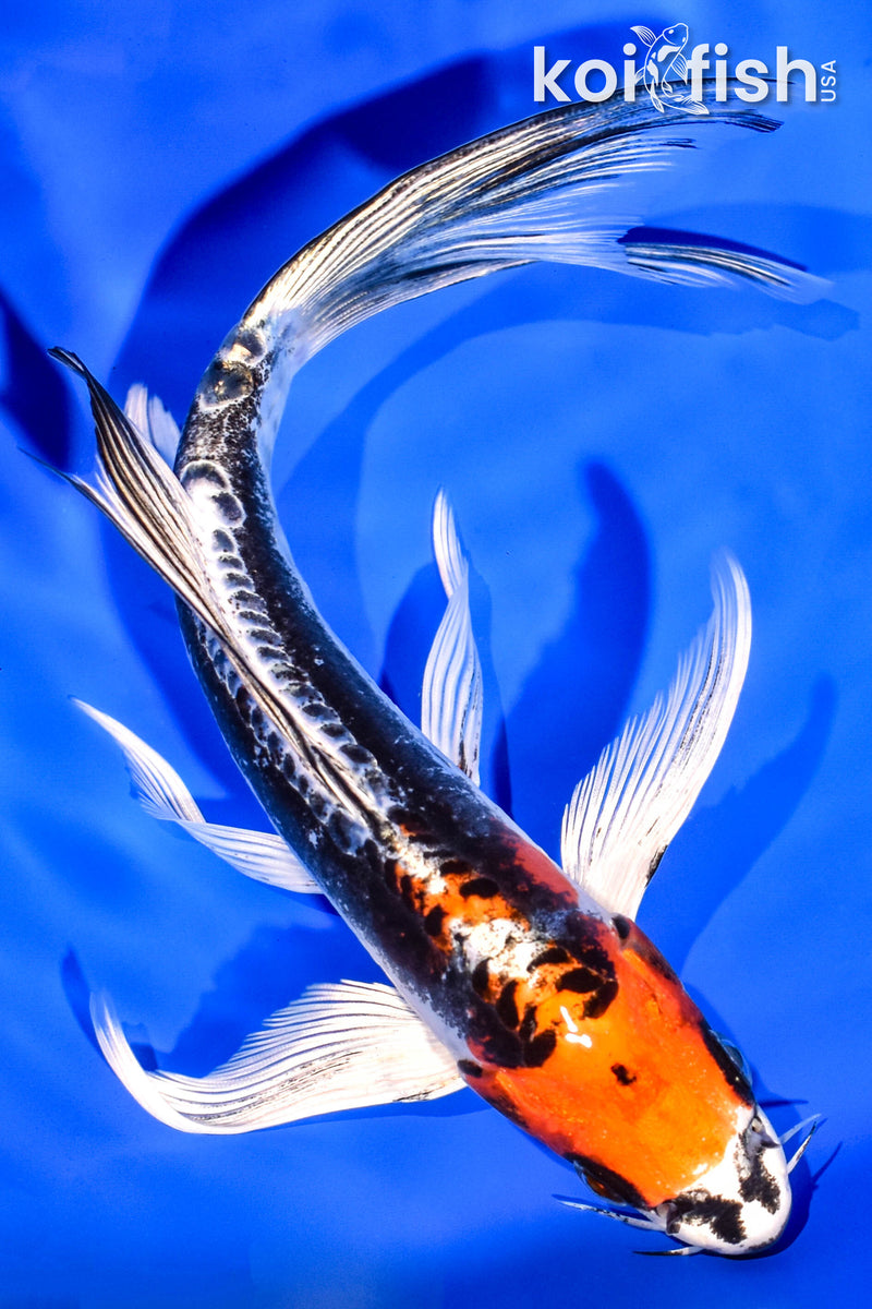 8" BENI KIKOKURYU BUTTERFLY