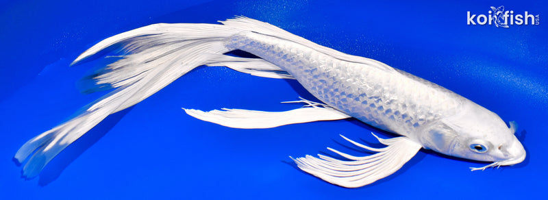 14.25" GINRIN PLATINUM OGON BUTTERFLY