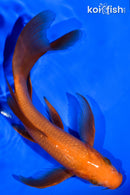 7.5" CHAGOI BUTTERFLY