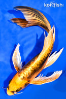 8.25" ARAGOKE KIN KIKOKURYU BUTTERFLY