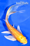 5.5" GINRIN YAMABUKI OGON BUTTERFLY