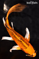 7.75" ORENJI MATSUBA BUTTERFLY