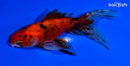 4.75" CALICO WATONAI GOLDFISH